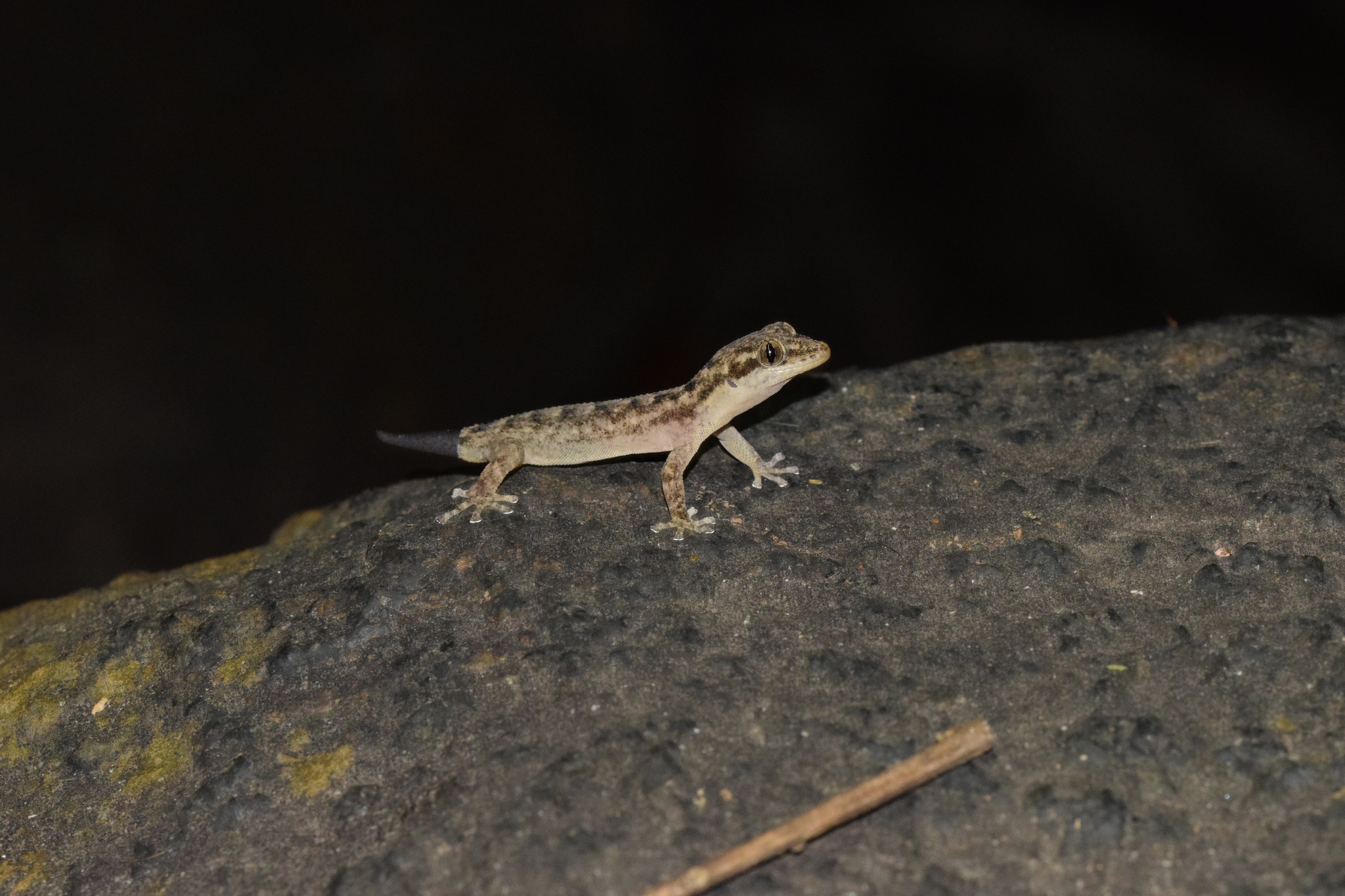 Phyllodactylidae image