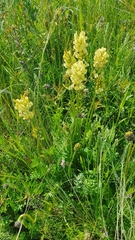Oxytropis hippolyti