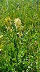 Oxytropis hippolyti