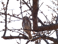 Glaucidium gnoma hoskinsii