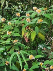 Palicourea aschersoniana