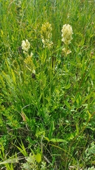 Oxytropis hippolyti