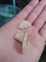 Russula crassotunicata