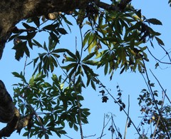 Cussonia