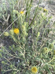 Xanthisma grindelioides grindelioides