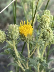 Xanthisma grindelioides grindelioides