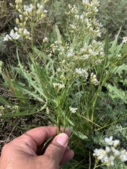 Eremogone longifolia