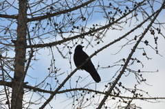 Corvus corone
