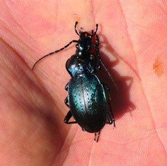 Eucarabus