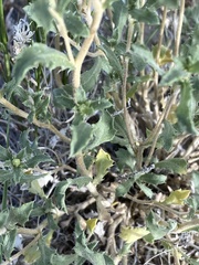 Xanthisma grindelioides grindelioides