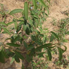 Croton argyranthemus
