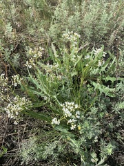 Eremogone longifolia