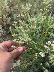 Eremogone longifolia