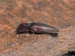 Glyphonyx bimarginatus