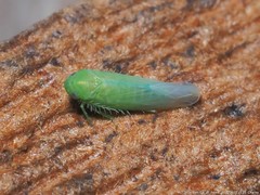 Chlorotettix viridius