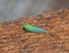 Chlorotettix viridius