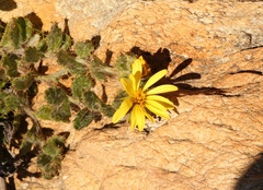 Cullumia aculeata sublanata