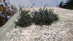 Cinclidotus fontinaloides