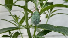 Chlorocoris distinctus