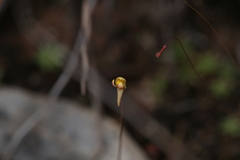 Utricularia chrysantha