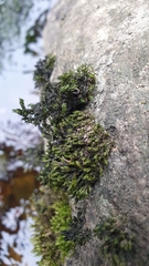 Cinclidotus fontinaloides