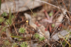 Utricularia chrysantha