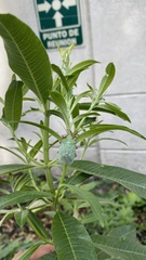 Chlorocoris distinctus