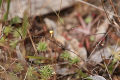 Utricularia chrysantha