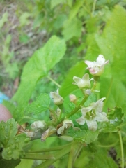 Ribes pallidiflorum