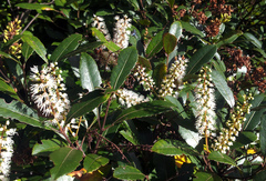 Pterophylla sylvicola