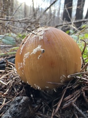 Coprinellus bipellis