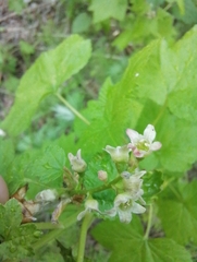 Ribes pallidiflorum