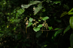 Strophanthus