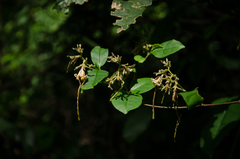 Strophanthus