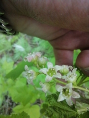 Ribes pallidiflorum