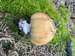 Coprinellus bipellis
