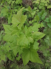 Ribes pallidiflorum