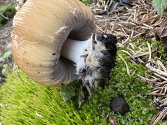 Coprinellus bipellis