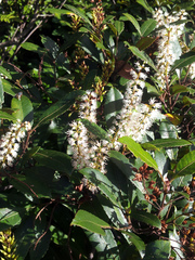 Pterophylla sylvicola