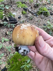 Coprinellus bipellis