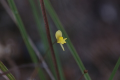 Utricularia chrysantha