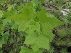 Ribes pallidiflorum