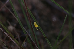 Utricularia chrysantha