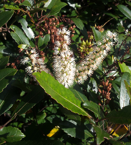 Pterophylla sylvicola (Sol. ex A.Cunn.) Pillon & H.C.Hopkins