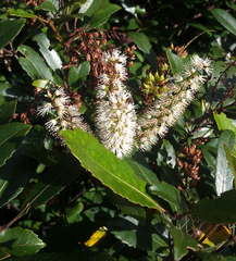 Pterophylla sylvicola