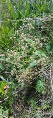 Trinia multicaulis