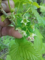 Ribes pallidiflorum