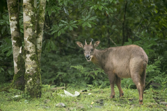 Formosan Serow photo 4