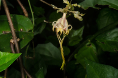 Strophanthus