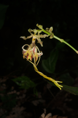 Strophanthus